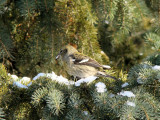 White-winged Crossbill