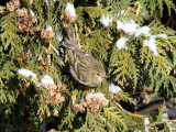 Pine Siskin