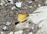 European Skipper (Thymelicus lineola)