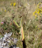 Praying Mantis (<i>Mantis religiosa</i>)