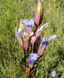 Fringed Gentian