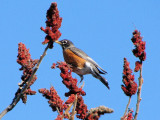 American Robin