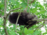 Porcupine