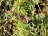 Celery Looper Moth (Anagrapha falcifera) Hodges #8924