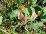 Celery Looper Moth (Anagrapha falcifera) Hodges #8924