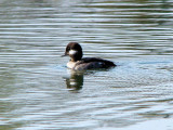 Bufflehead (female)