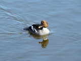 Common Goldeneye (female)