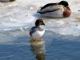 Common Goldeneye (female)