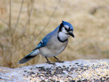 Blue Jay