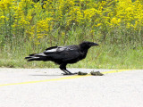 Common Raven