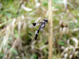 Eastern Band-winged Hover Fly (Ocyptamus fascipennis)