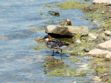 Red-necked Phalarope (female)