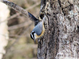 Red-breasted Nuthatch