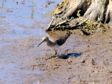 Solitary Sandpiper