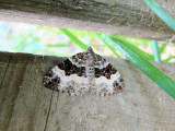 White-Banded toothed Carpet Moth (Epirrhoe alternata) <br>Hodges #7394