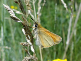 European Skipper (Thymelicus lineola)