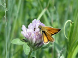 European Skipper (Thymelicus lineola)