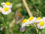 Common Ringlet (Coenonympha tullia)