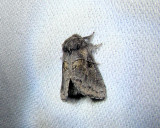 Common Gluphisia (Gluphisia septentrionis) Hodges #7931