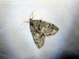 Transfigured Hydriomena (Hydriomena transfigurata) <br> Hodges #7237