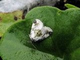 Black-dotted Maliattha (Maliattha synochitis) Hodges #9049