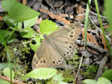 Northern Pearly Eye (Enodia anthedon)