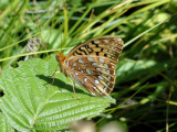 Great-spangled Fritillary (Speyeria cybele)