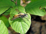 Robber Fly (Laphria sericea)