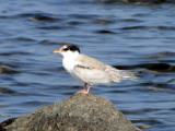 Common Tern (juvenile)