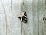 Pink-barred Pseudeustrotia (Pseudeustrotia carneola) Hodges #9053