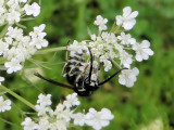 Bald-faced Hornet (Dolichovespula maculata)