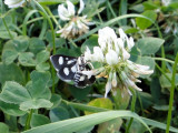 White-spotted Sable (Anania funebris) <br>Hodges #4958a
