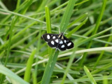 White-spotted Sable (Anania funebris) Hodges #4958a