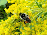 Tricolored Bumble Bee (Bombus ternarius)