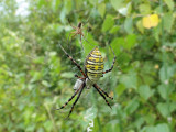 Banded argiopes (Argiope trifasciata) - male and female