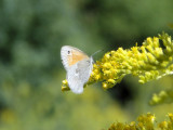 Common Ringlet (Coenonympha tullia)