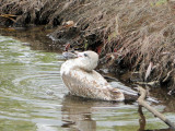 Ring-billed Gull with clam