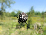 Shamrock Orbweaver (Araneus trifolium)