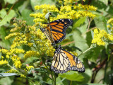 Monarchs (<i>Danaus plexippus</i>)