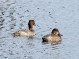 Redhead (Aythya americana)