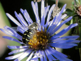 Hover fly (Eupeodes) on Aster