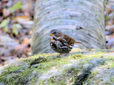 Fox Sparrow