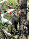 Pileated Woodpecker