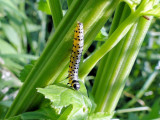 Parsnip webworm caterpillar (Depressaria pastinacella)
