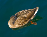 The Duck I