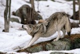 Wolf Stretching I