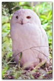 Snowy Owl