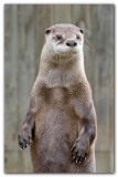 Otter Standing