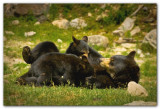 Bear Nursing Cubs II