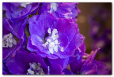 Delphinium / Larkspur II